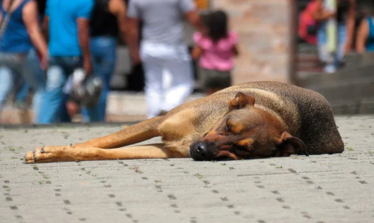 perro maltratado