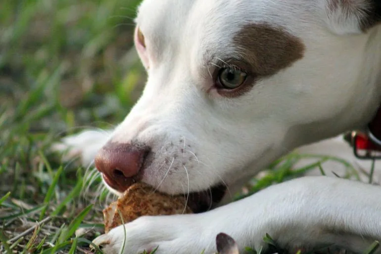perro-comiendo