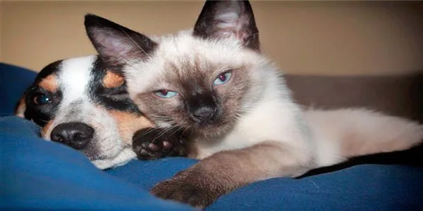 Perro y gato en el sofá
