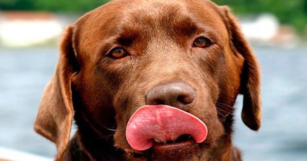 Perro Morting Por qué los perros muerden la pared: causas | SoyUnPerro