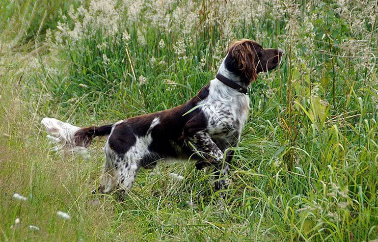 dog-following-a-scent