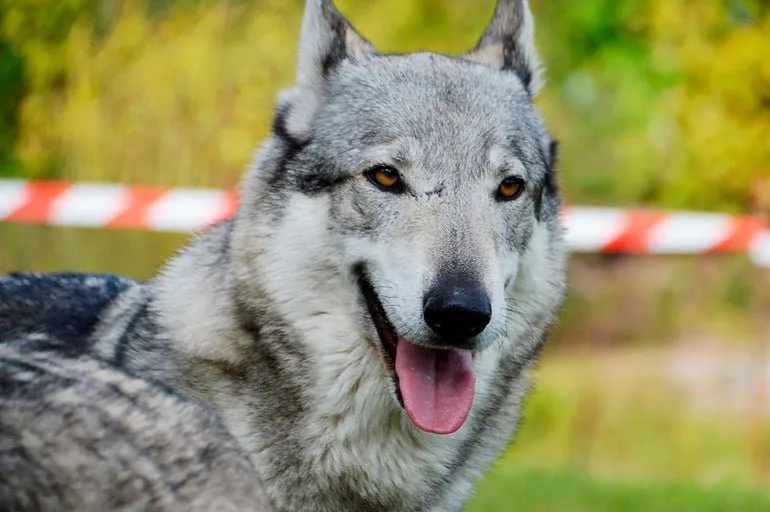 perro-lobo-checoslovaco