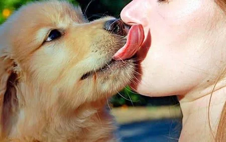 perro lamiendo la cara