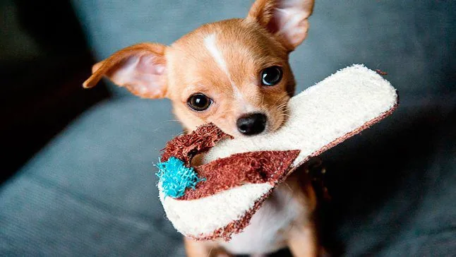 perro mordiendo zapatilla