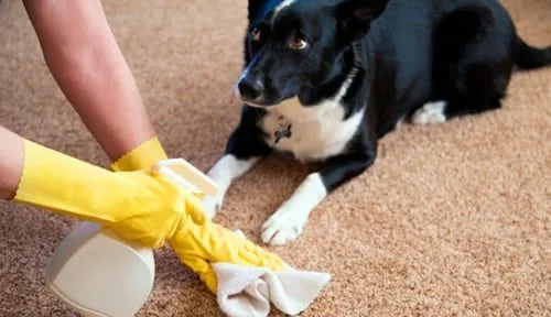 cleaning up dog urine