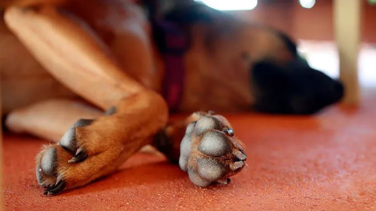perro-tumbado