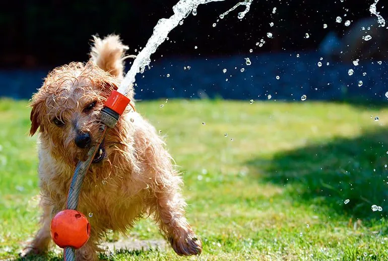 perro-con-carácter-juguetón-jugando