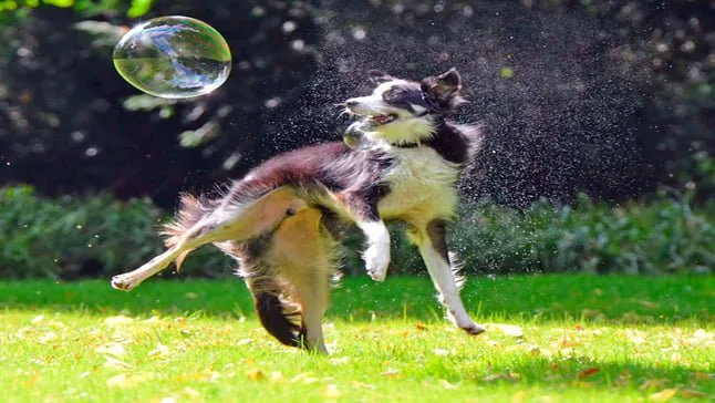 border collie