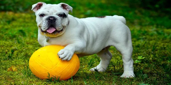 bulldog ingles