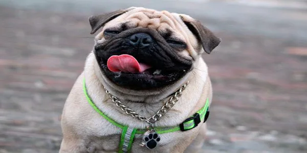 pug