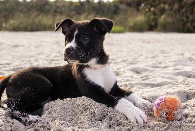 cachorro-jugando-en-la-arena-de-la-playa