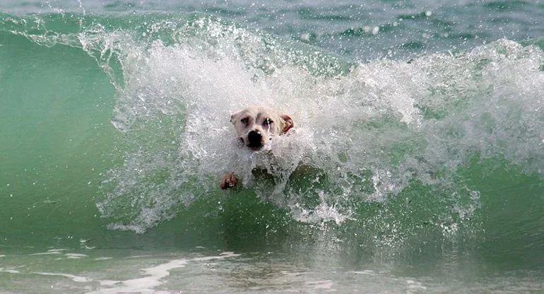 perro-nadando-en-la-playa