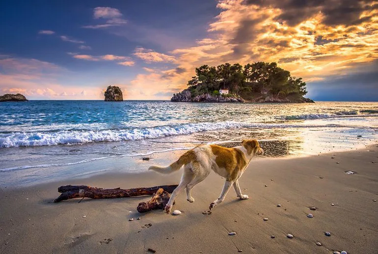 perro-paseando-por-la-orilla-de-la-playa