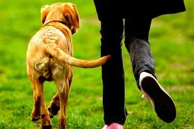 happy dog wagging its tail