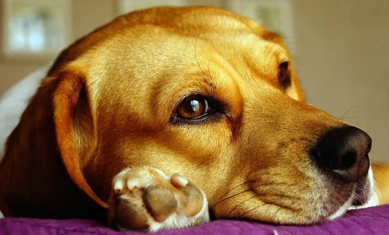 perro-tumbado-sobre-sus-patas-delanteras
