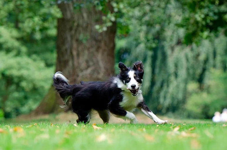 perro-corriendo-como-loco