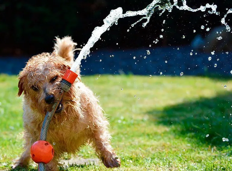 dog playing
