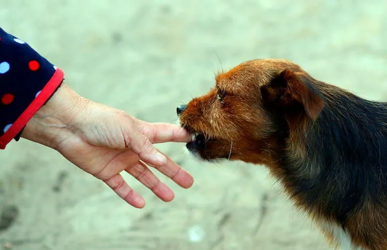 dog biting a hand
