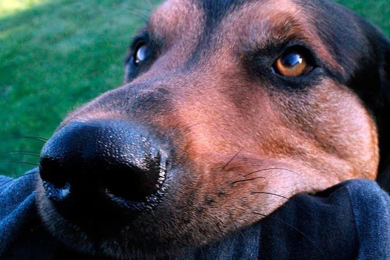 dog waiting to bite