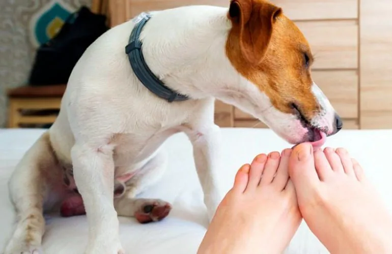dog next to their owner's feet