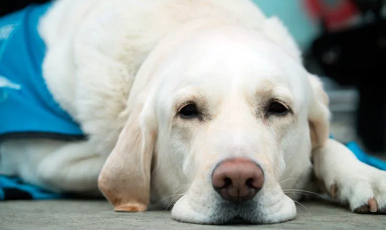 perro-decaido-por-infección-en-próstata