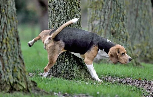 perro-orinando
