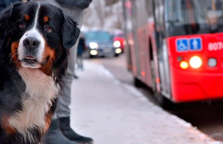 dog-at-a-bus-station
