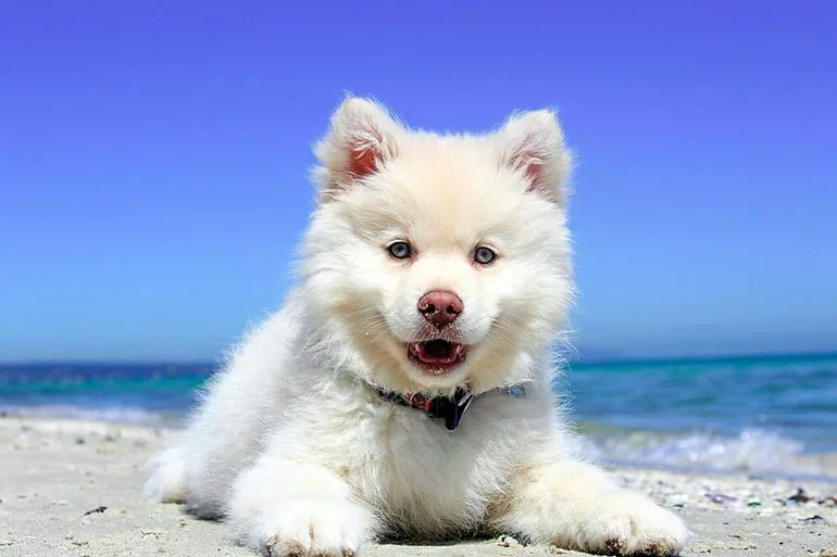 puppy sunbathing at the beach