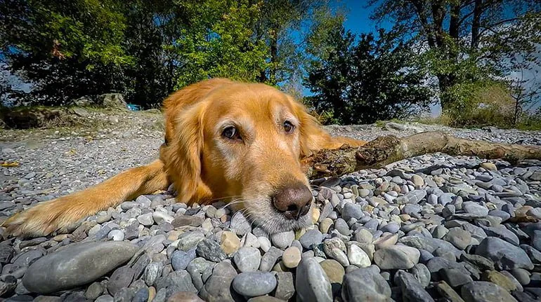 dog lying down sunbathing