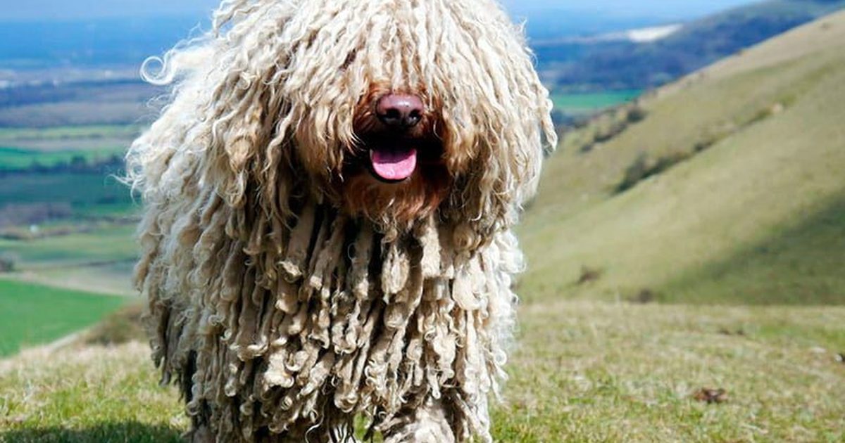 Características, temperamentos y origen del Puli Húngaro | SoyUnPerro