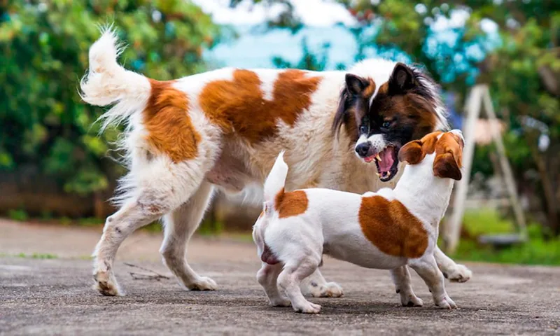 perro grande intenta atacar a perro pequeno