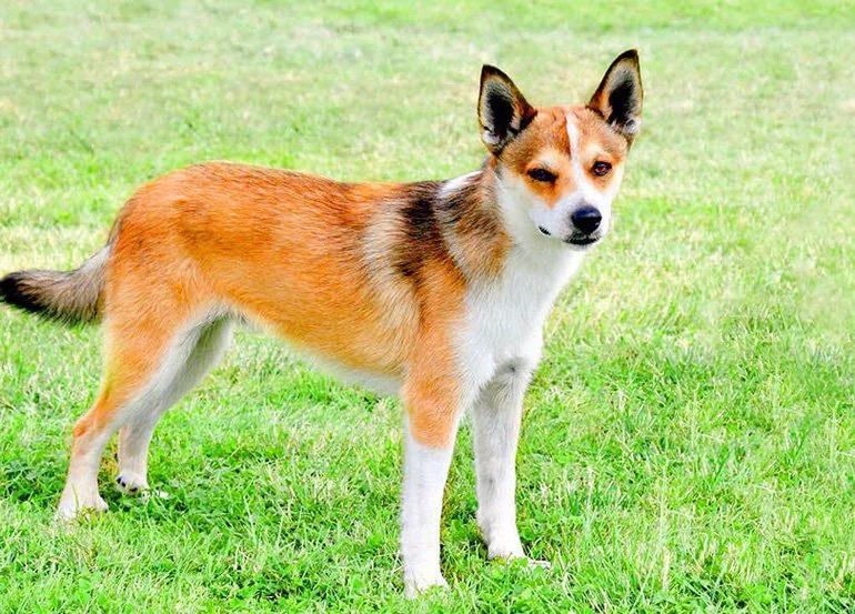 Lundehund