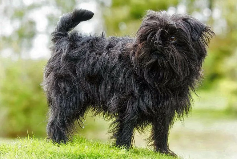affenpinscher