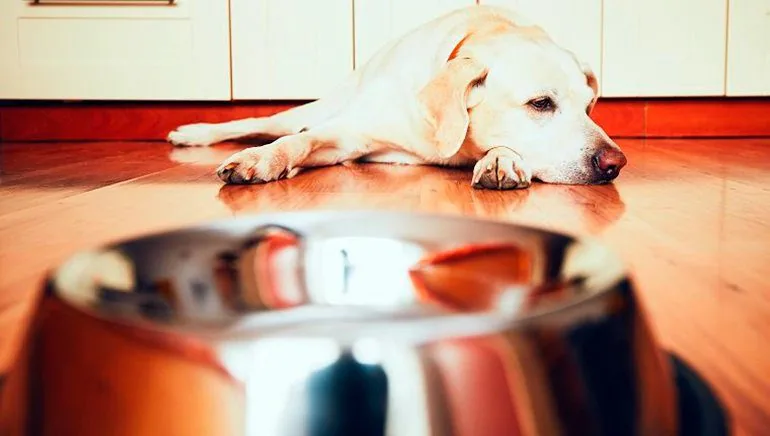perro-con-reflujo-no-quiere-comer