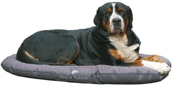 perro tumbado sobre su nueva cama