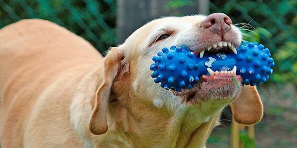 mordedor para perros