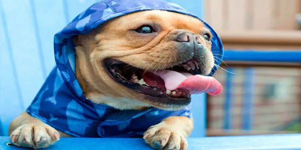 perro con un chubasquero azul