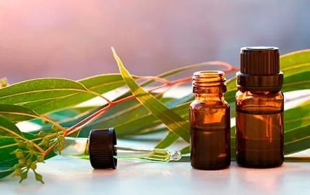 aceite esencial eucalipto