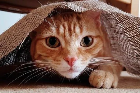 gato