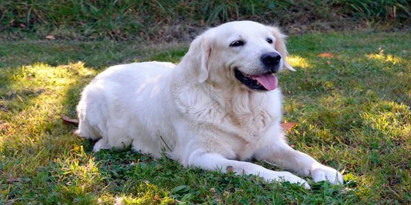 dog lying down and calm