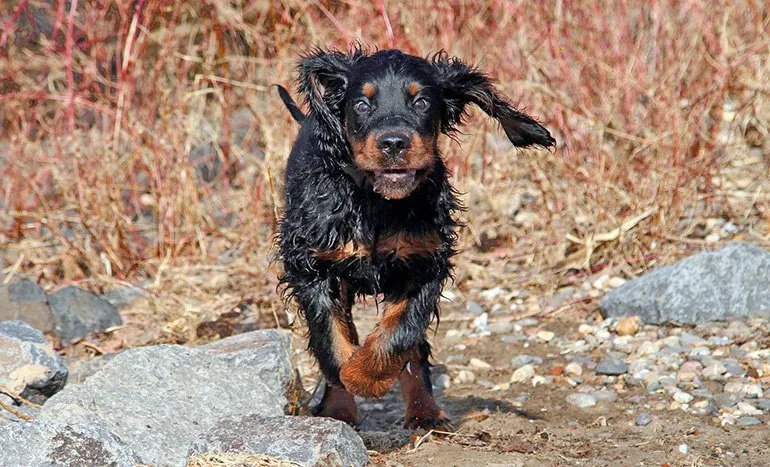 perro-gordon-setter-corriendo