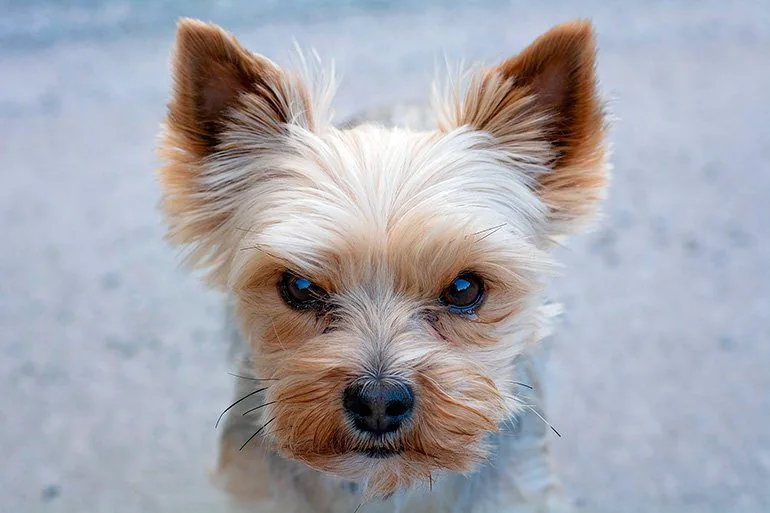 perro-pequeño-con-cara-de-enfadado