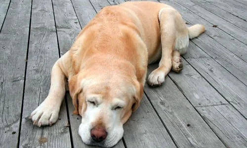 perro dormido sobre sus patas