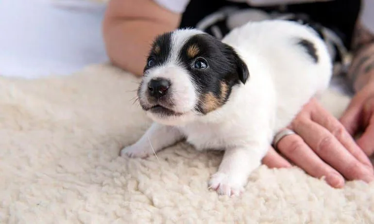 Rehabilitation exercises for swimmer puppy syndrome