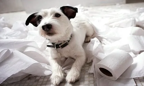 perro ompe cosas