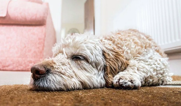 perro-descansando-en-la-alfombra