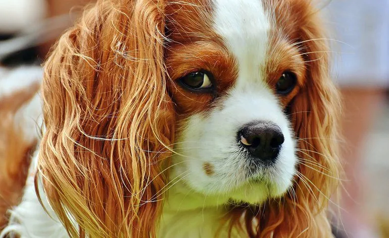 Cavalier-King-Charles-spaniel