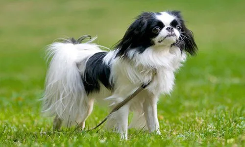 Spaniel Japonés adulto