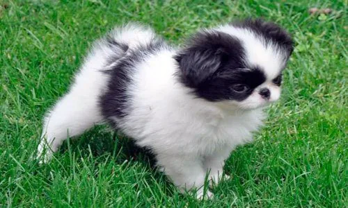 Cachorro de Spaniel Japonés