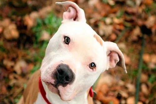 cachorro de perro pitbull